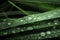 Macro shot of big water drops on green leaves after the rain. Selective focus. Big droplet of morning dew on the grass. Drops of