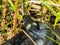 Macro shot of black grass snake head in the dry and green grass