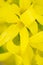 Macro shot of blooming Forsythia.