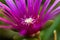 Macro shot of a blooming hardy iceplant