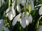 Macro shot of blooming white early spring Snowdrop