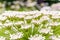 Macro shot of blooming white Pimpinella Saxifraga flower plant