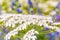 Macro shot of blooming white Pimpinella Saxifraga flower plant