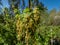 Macro shot of blooming yellow-green flowers of Redcurrants Ribes rubrum on a branch on sunny day in spring with bright blue sky