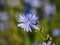 Macro shot of blue flower of Common chicory, blue sailors, succory, coffeeweed cichorium intybus in summer