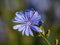 Macro shot of blue flower of Common chicory, blue sailors, succory, coffeeweed cichorium intybus in summer