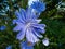 Macro shot of blue flower of Common chicory, blue sailors, succory, coffeeweed cichorium intybus in summer