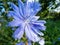 Macro shot of blue flower of Common chicory, blue sailors, succory, coffeeweed cichorium intybus in summer