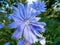 Macro shot of blue flower of Common chicory, blue sailors, succory, coffeeweed cichorium intybus in summer