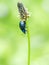 Macro shot of blue meadow bug