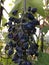 Macro shot of blue overripe grapes. Abstract autumn wallpaper. Fruits and vegetables.