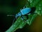 Macro shot of the blue weevil Stephanocleonus tetragrammus on a leaf in its natural environment, dark blurred background