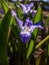 Macro shot of Bossier`s glory-of-the-snow or Lucile`s glory-of-the-snow Scilla luciliae - chionodoxa gigantea Valentine Day