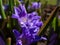 Macro shot of Bossier`s glory-of-the-snow or Lucile`s glory-of-the-snow Scilla luciliae - chionodoxa gigantea Valentine Day