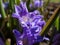 Macro shot of Bossier`s glory-of-the-snow or Lucile`s glory-of-the-snow Scilla luciliae - chionodoxa gigantea Valentine Day