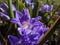 Macro shot of Bossier`s glory-of-the-snow or Lucile`s glory-of-the-snow Scilla luciliae - chionodoxa gigantea Valentine Day