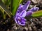 Macro shot of Bossier`s glory-of-the-snow or Lucile`s glory-of-the-snow Scilla luciliae - chionodoxa gigantea Valentine Day