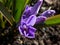 Macro shot of Bossier`s glory-of-the-snow or Lucile`s glory-of-the-snow Scilla luciliae - chionodoxa gigantea Valentine Day