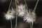 Macro shot of a bright dandelion on a blurry background