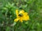 Macro shot of bright metallic green, golden green and bluish green beetle cryptocephalus sp. feeding on pollen of yellow flower