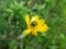 Macro shot of bright metallic green, golden green and bluish green beetle cryptocephalus sp. feeding on pollen of yellow flower