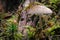 Macro shot of a bright mushroom, common bonnet, mycena, on a tree stump in wet mos