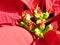 Macro shot of bright Poinsettia flower in their full bloom in spring