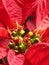 Macro shot of bright Poinsettia flower in their full bloom in spring