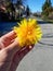 Macro shot of bright yellow dandelion Lion`s tooth flower head in the hand of a person in the street in summer