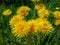 Macro shot of bright yellow dandelion Lion`s tooth flower heads in the meadow