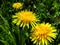 Macro shot of bright yellow dandelion Lion`s tooth flower heads in the meadow