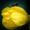 Macro shot of a bright yellow tulip flower with an insect on it