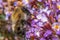 Macro shot of a Broken-belted bumblebee perched on lavender flowers