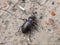 Macro shot of the Bronze ground beetle or bronze carabid (Carabus nemoralis)