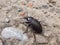 Macro shot of the Bronze ground beetle or bronze carabid (Carabus nemoralis)