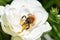 A macro shot of Brown-banded carder bee bumblebee Bombus humilis collecting pollen from flower