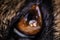 Macro shot of brown colored  eyes of a dog reflecting the photographer