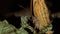 Macro shot of a brown hermes satyr butterfly on a plant