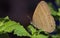 Macro shot of a brown hermes satyr butterfly on a plant