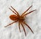 Macro shot of brown recluse spider on white