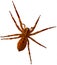 Macro shot of brown recluse spider on white