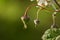 Macro shot of buds of a blackberry plant, part of a leaf and blossom, green background