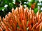 Macro shot of buds of Scarlet Jungleflame flower