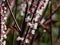 Macro shot of Bugbane Cimicifuga simplex `Atropurpurea` blooming with dense spikes of small, fragrant, white flowers in early