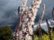 Macro shot of Bugbane (Cimicifuga simplex) \\\'Atropurpurea\\\' blooming with dense spikes of small, white flowers