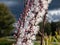 Macro shot of Bugbane (Cimicifuga simplex) \\\'Atropurpurea\\\' blooming with dense spikes of white flowers