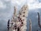 Macro shot of Bugbane (Cimicifuga simplex) \\\'Atropurpurea\\\' blooming with dense spikes of white flowers