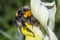 Macro shot of a Bumblebee bombus terrestris covered with pollen, entering into a yellow flower Antirrhinum majus ready to drin