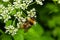 A macro shot of a bumblebee collecting pollen from a Chaerophyllum flower