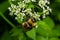 A macro shot of a bumblebee collecting pollen from a Chaerophyllum flower